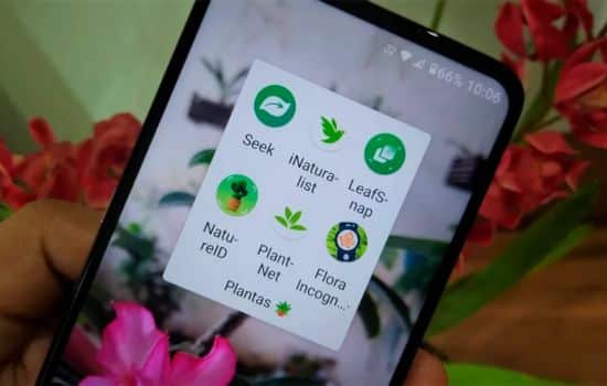 Descubre el mundo de las plantas con la ayuda de la tecnología