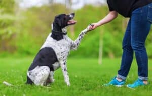 Cómo entrenar a tu perro con "Hundeo - Puppy e Dog Training"