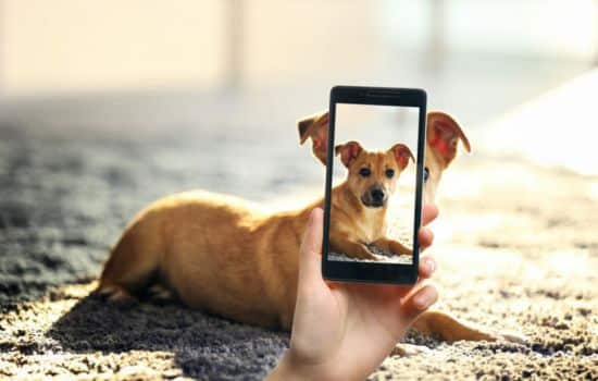 Descubre la Raza de tu Perro con la App para Identificar Razas