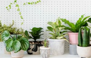 Descubre el nombre de cualquier planta