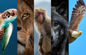 Descubre Tu Animal Espiritual