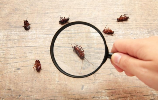 Elimina las baratas de tu hogar con esta app de manera eficaz