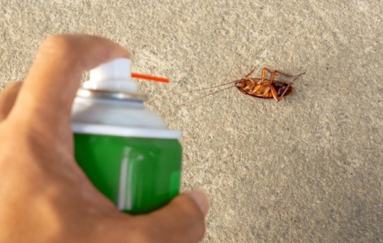 Elimina las baratas de tu hogar con esta app fácil y efectiva