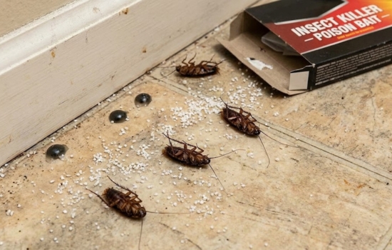 Elimina las baratas de tu hogar con esta app de manera sencilla y efectiva