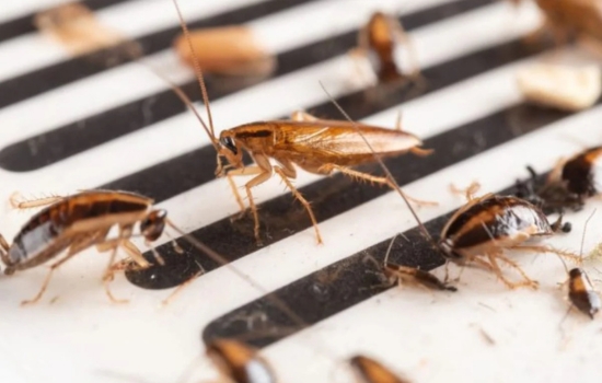 Cómo eliminar cucarachas y mantener tu hogar libre de plagas