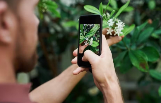 Applikationen, der hjælper dig med at identificere planter med det samme
